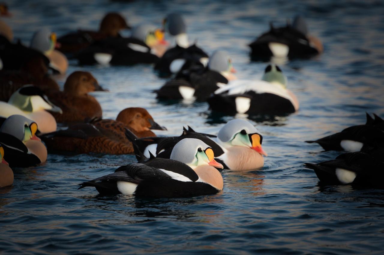 Batsfjord Polar Hotell エクステリア 写真